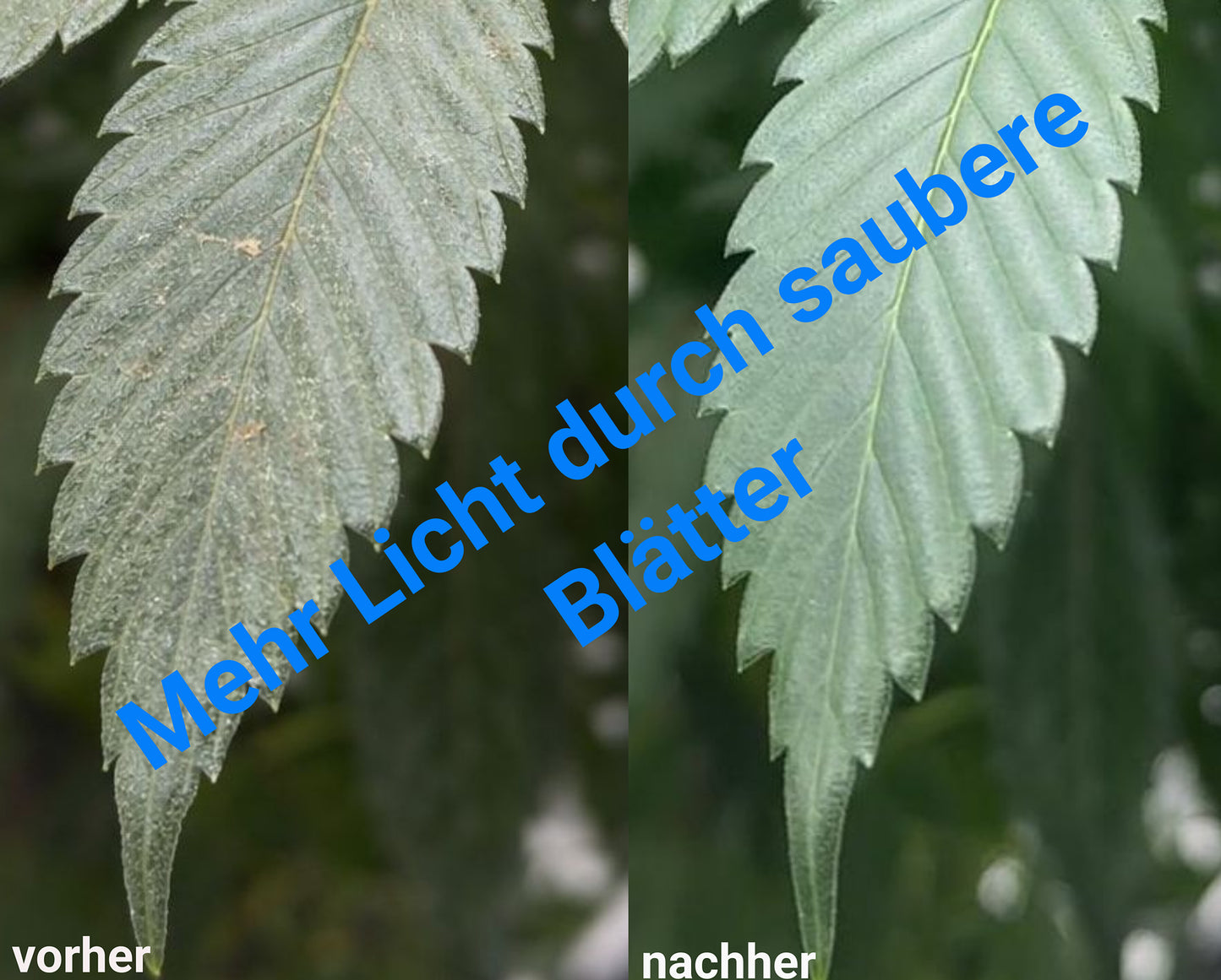 Vorher Nachher Blattreinigung entfernt Biofilm und Staub verbessert Lichtaufnahme Pflanzenblatt