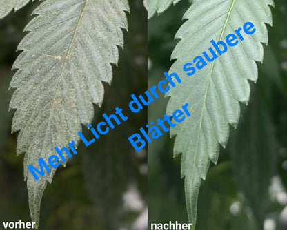 Vorher Nachher Blattreinigung entfernt Biofilm und Staub verbessert Lichtaufnahme Pflanzenblatt