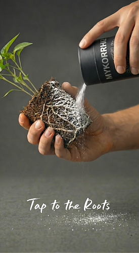 Mykorrhiza Pulver mit 1000 Sporen pro Gramm zur direkten Anwendung an der Pflanzenwurzel. Entwickelt für organische Substrate und Living Soil Systeme.